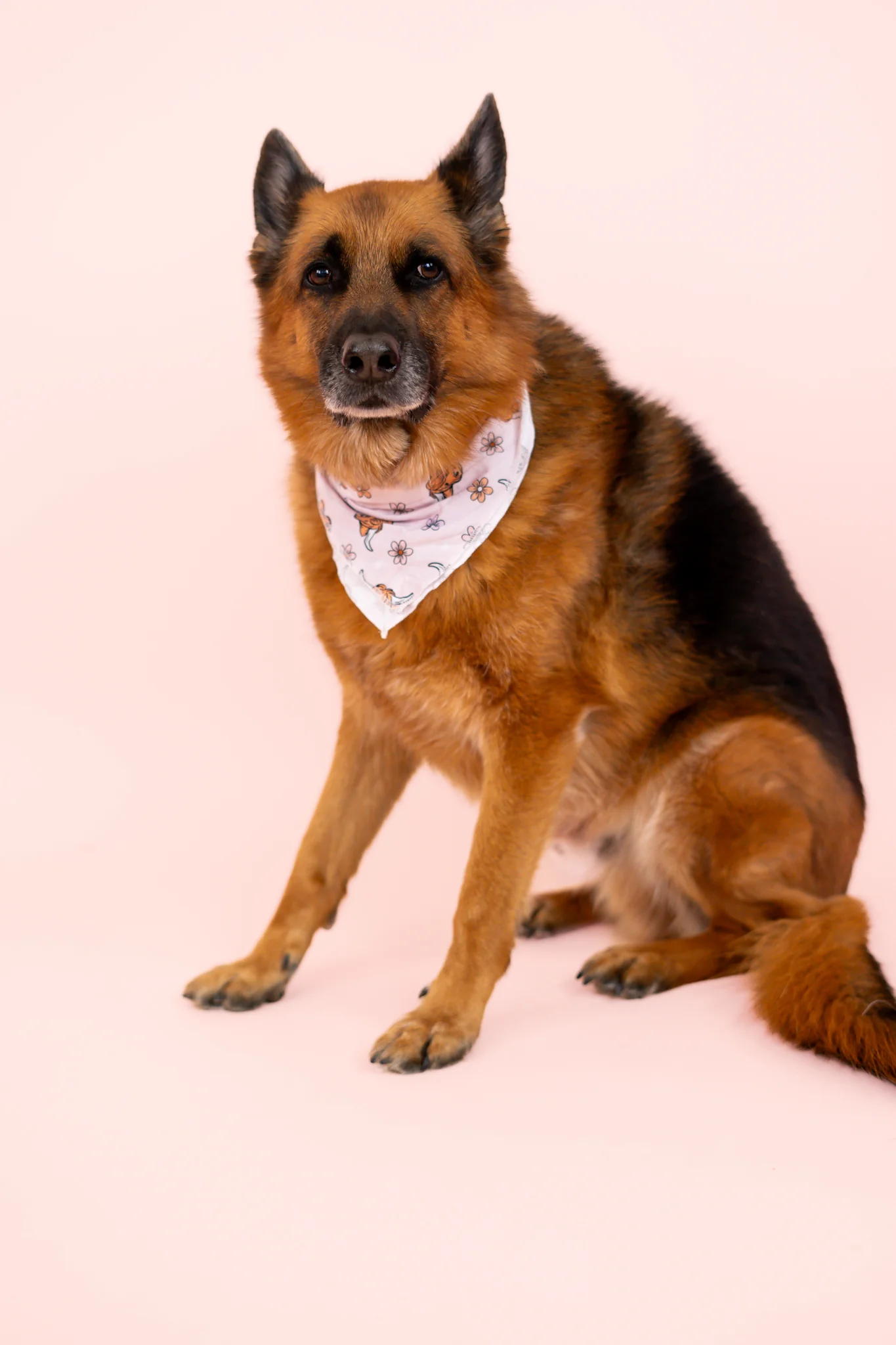 EXCLUSIVE HIGHLAND CUTIE DREAM DOG BANDANA - Image 5