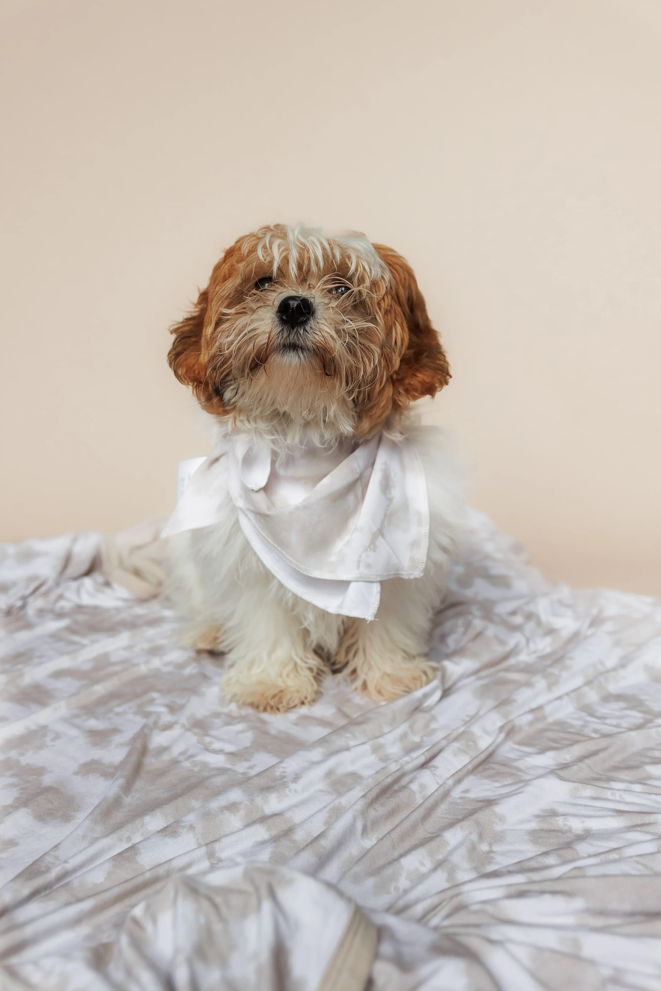 SANDY SHORES DREAM DOG BANDANA