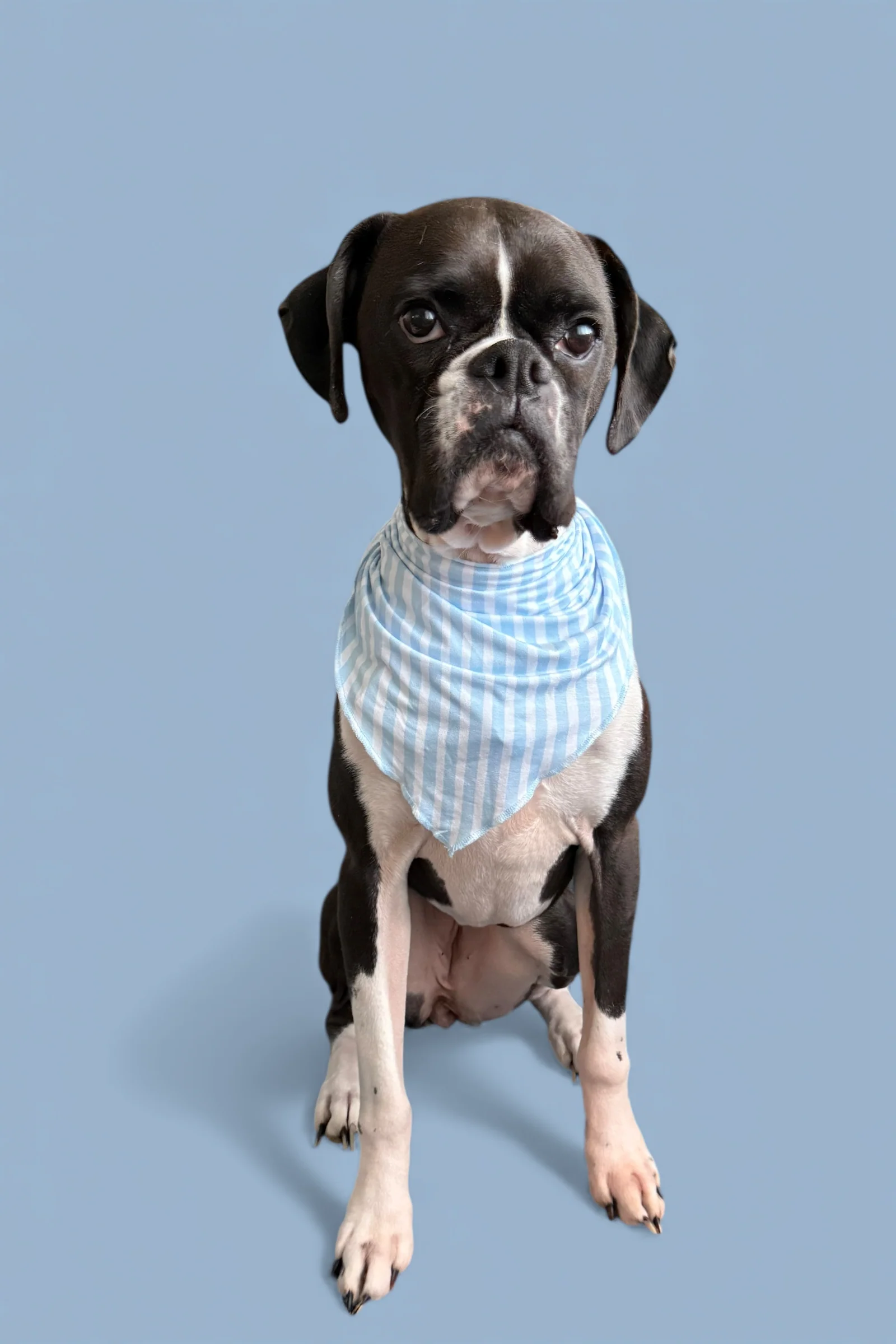 SEASIDE STRIPE DREAM DOG BANDANA