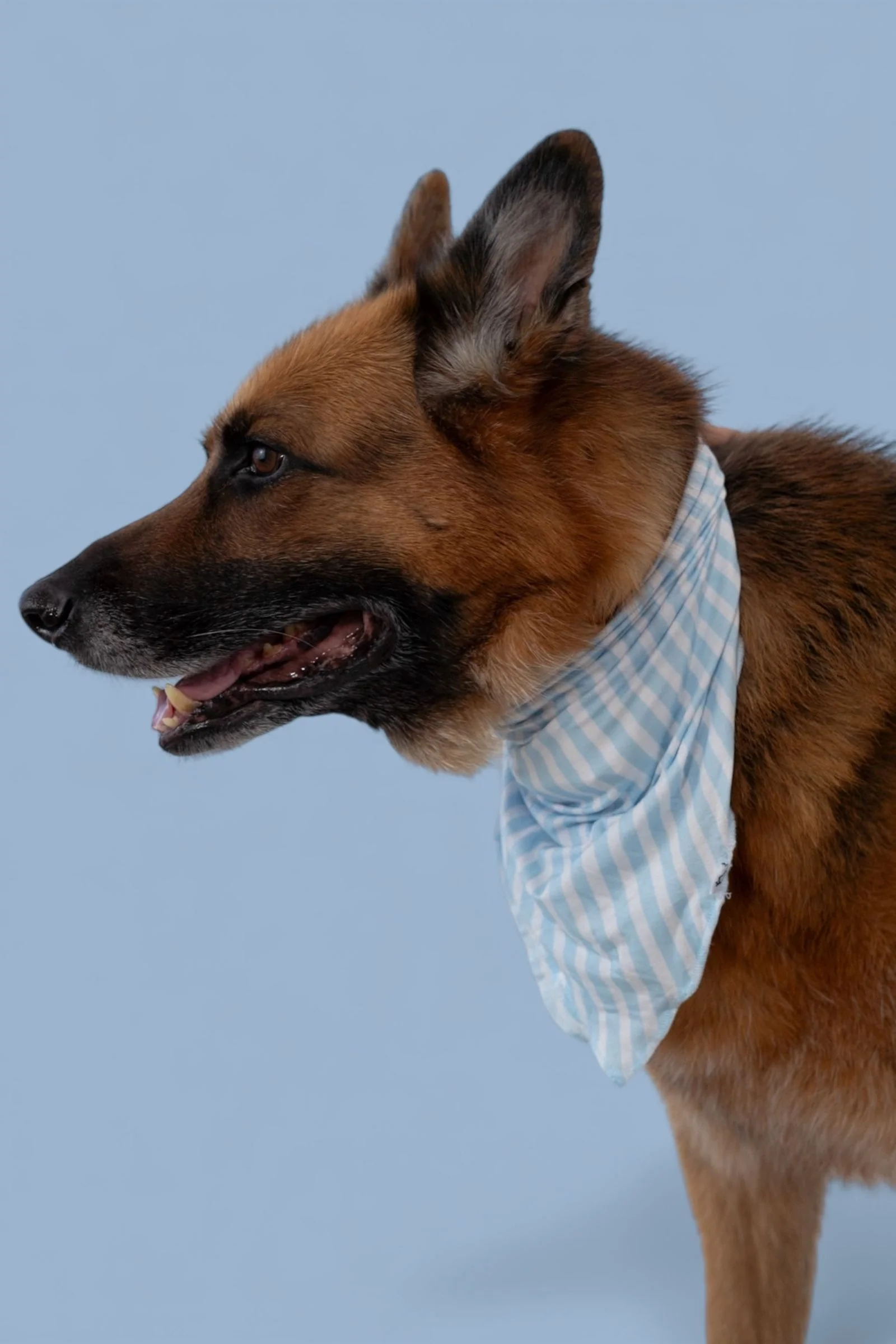 SEASIDE STRIPE DREAM DOG BANDANA - Image 4
