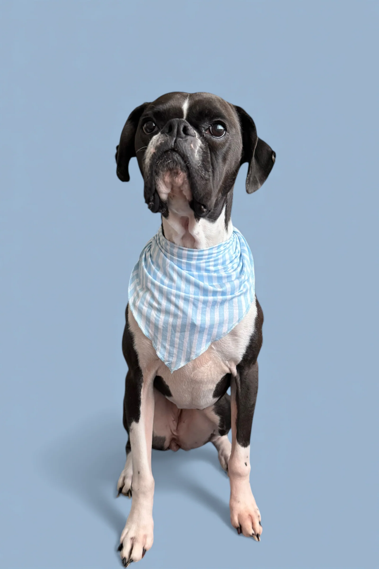 SEASIDE STRIPE DREAM DOG BANDANA - Image 6