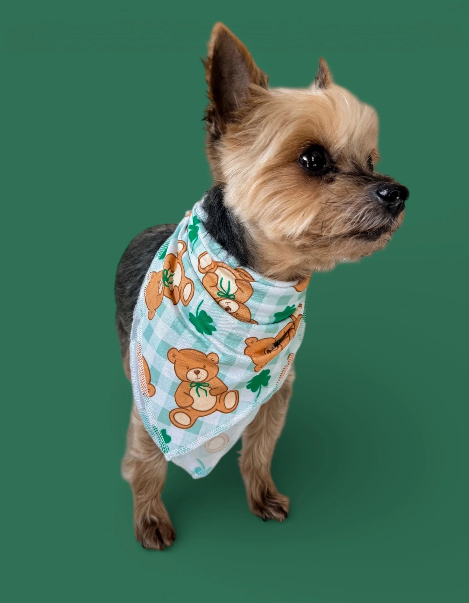 TEDDY O'LUCK DREAM DOG BANDANA - Image 10