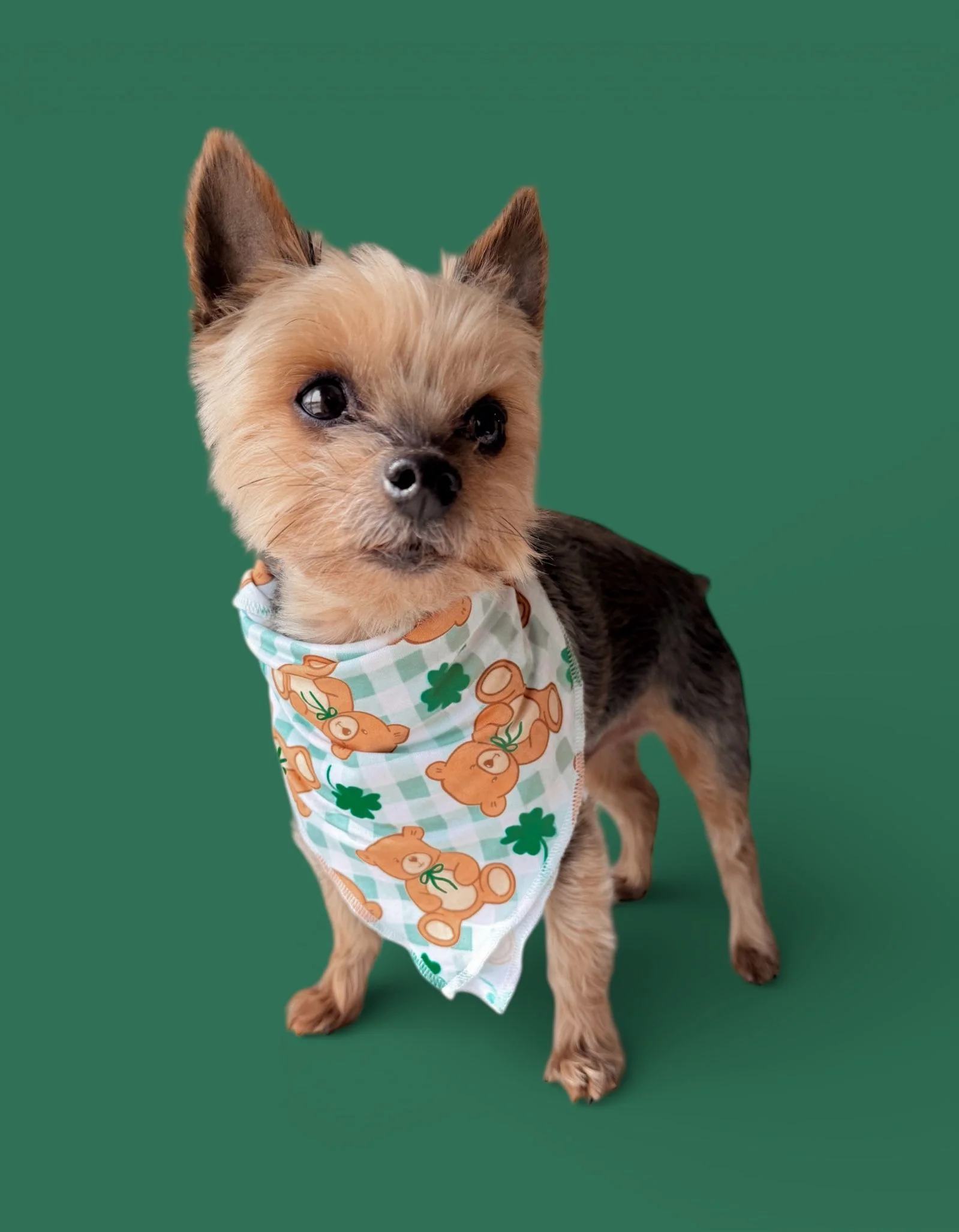 TEDDY O'LUCK DREAM DOG BANDANA - Image 12