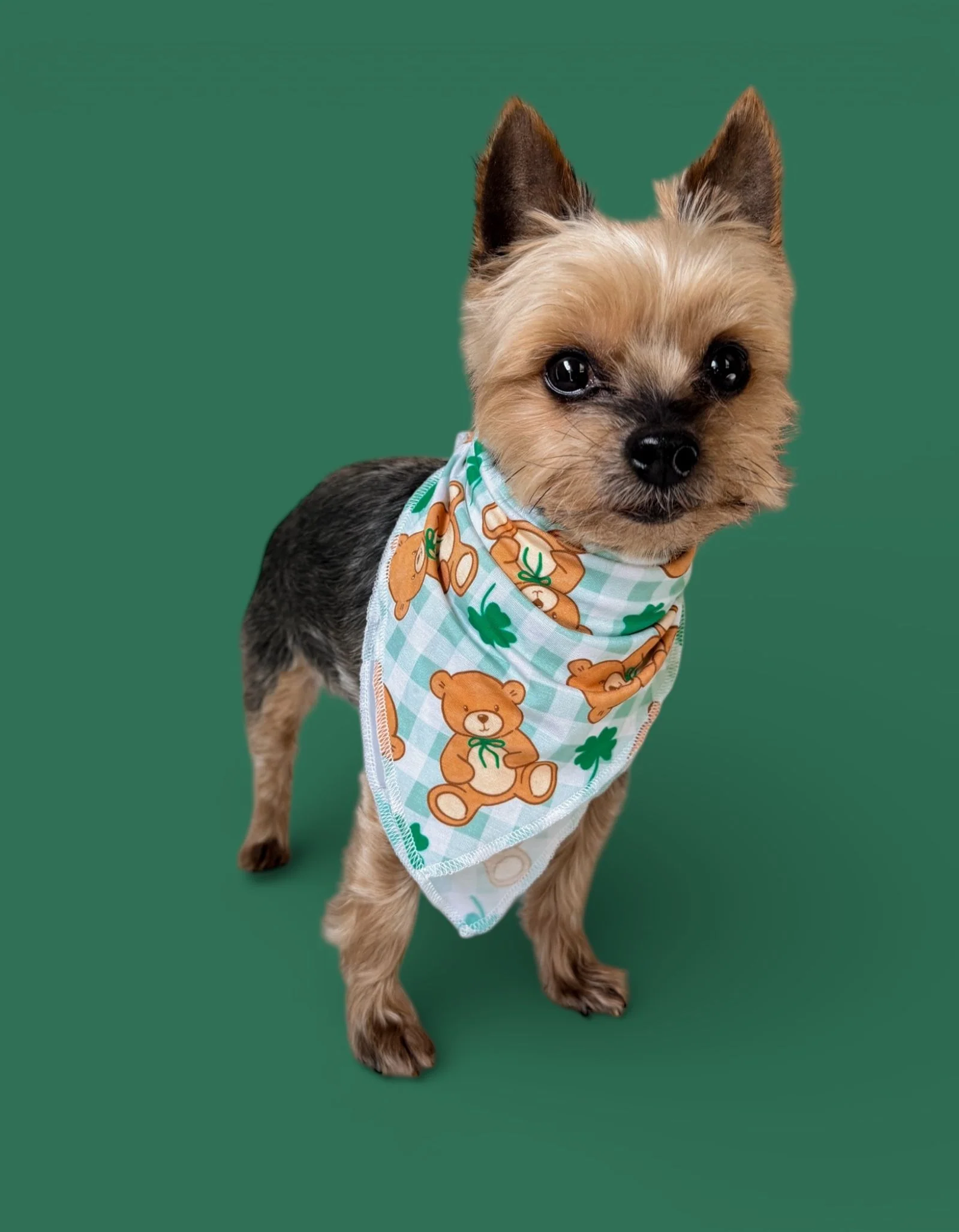 TEDDY O'LUCK DREAM DOG BANDANA - Image 3