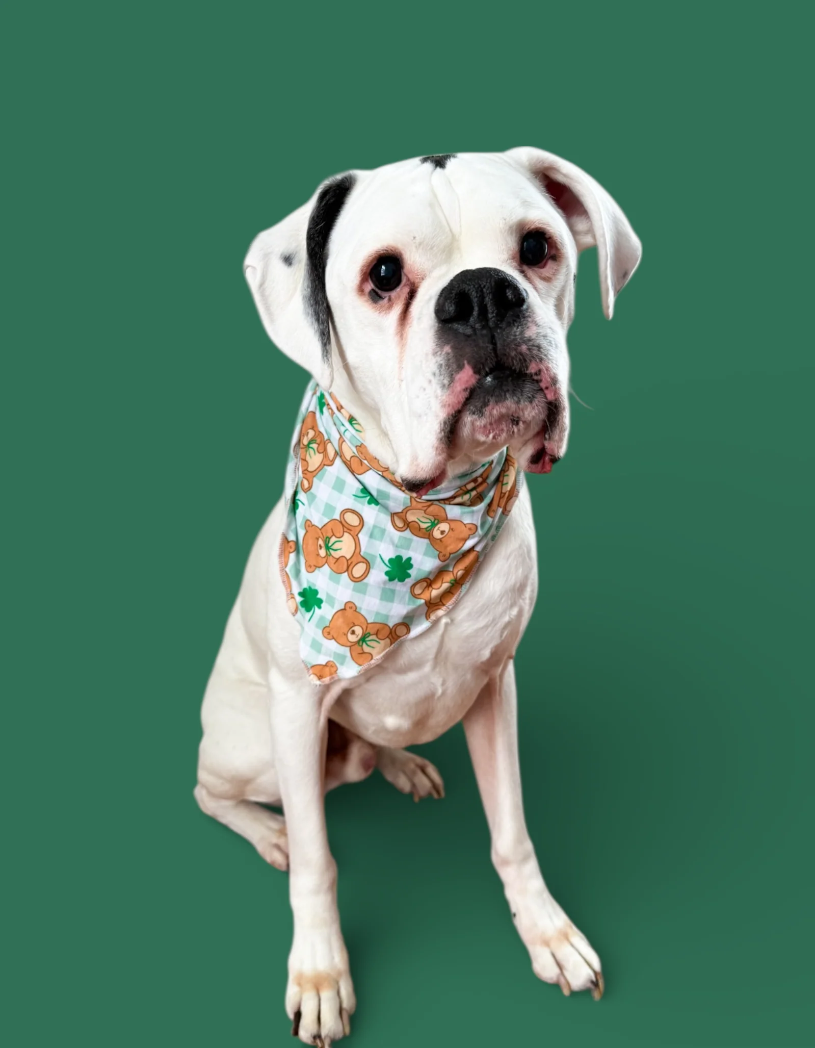 TEDDY O'LUCK DREAM DOG BANDANA - Image 5