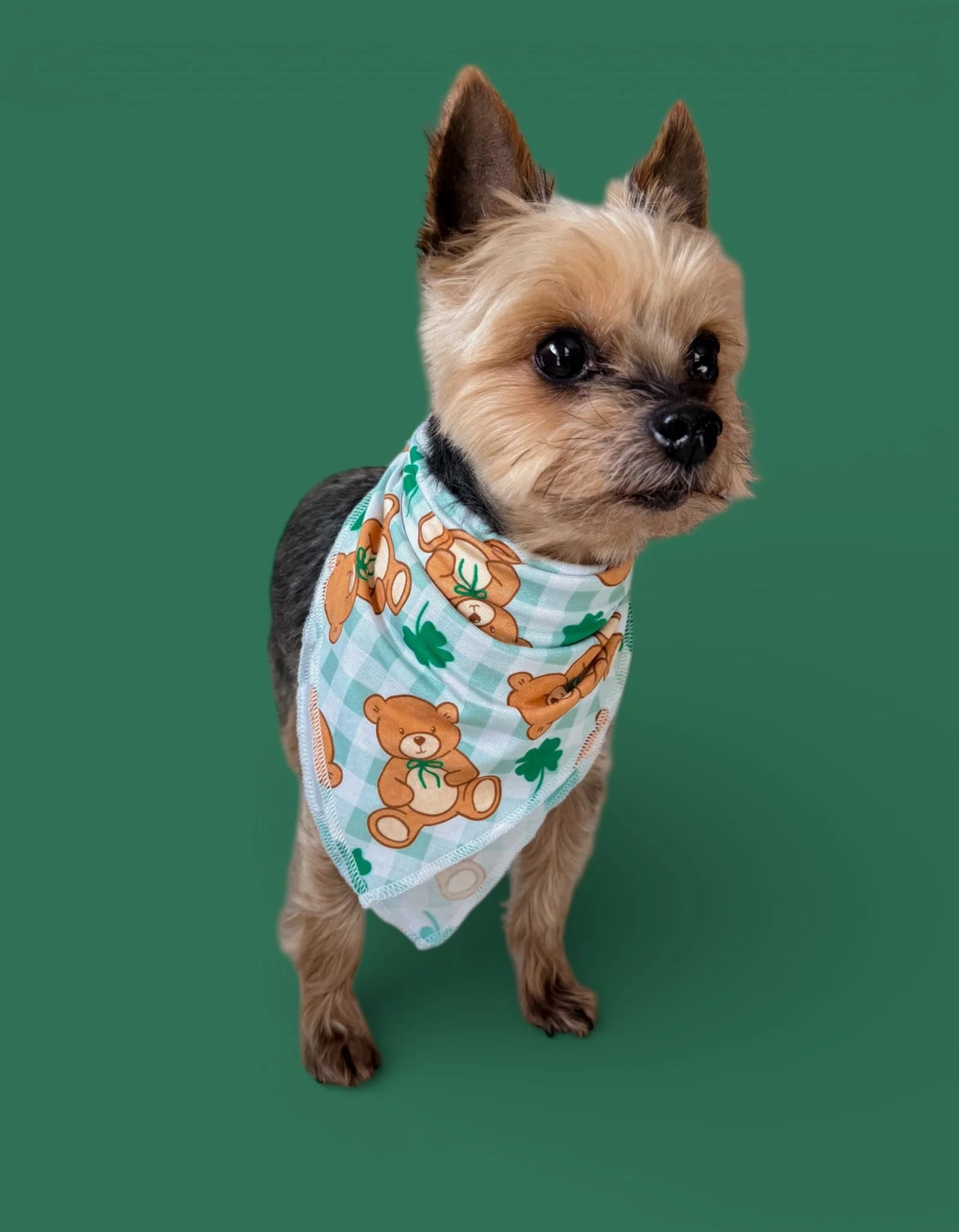 TEDDY O'LUCK DREAM DOG BANDANA - Image 6