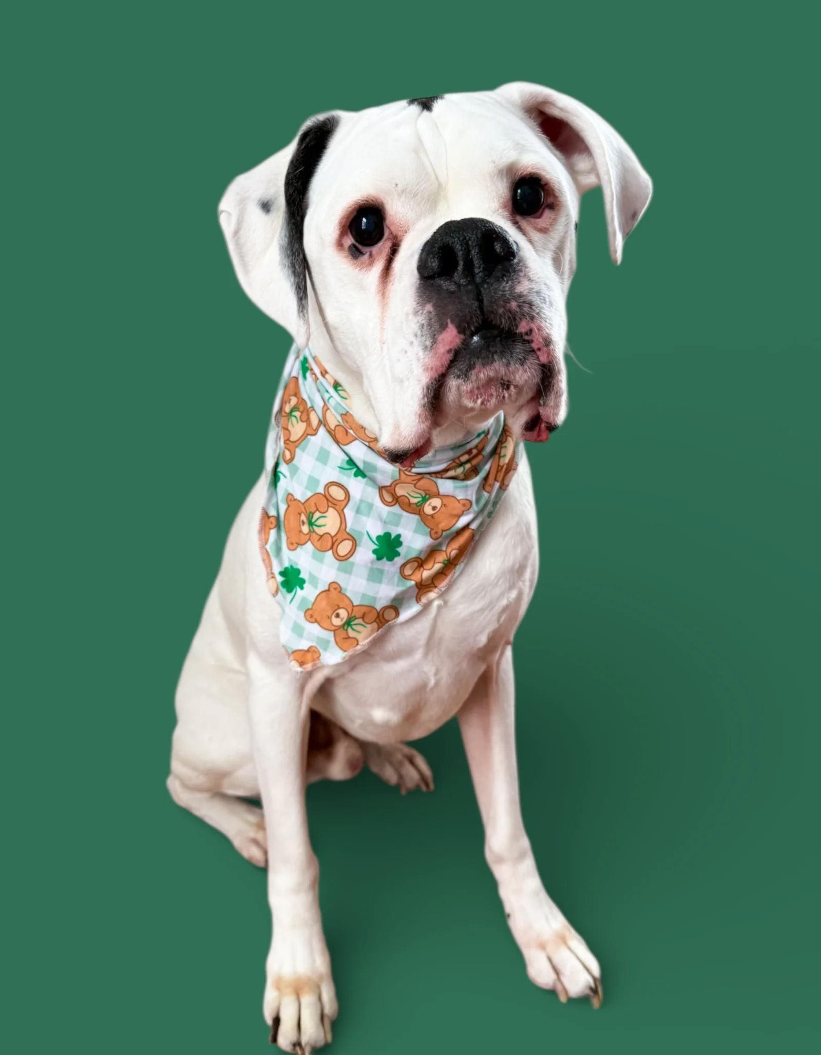 TEDDY O'LUCK DREAM DOG BANDANA - Image 7